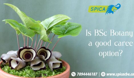 Is BSc Botany a Good Career Option